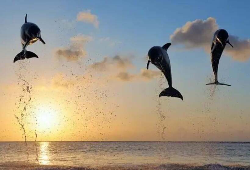 ホテル Lovina Vibes