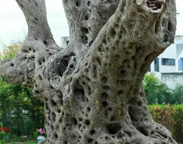 Hotelli Garden Palace