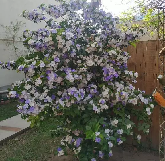 Departamentos Centro