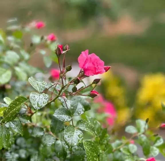 Your House Apart Otel