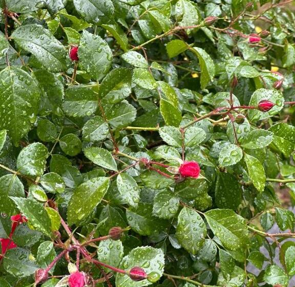 Your House Apart Otel