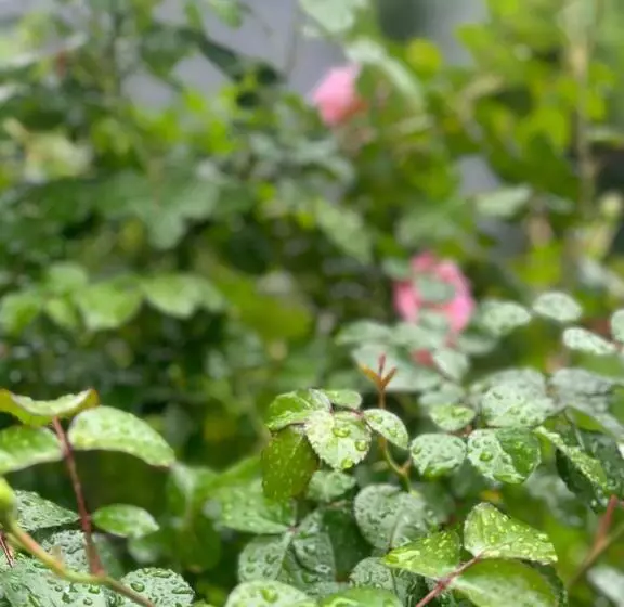 Your House Apart Otel