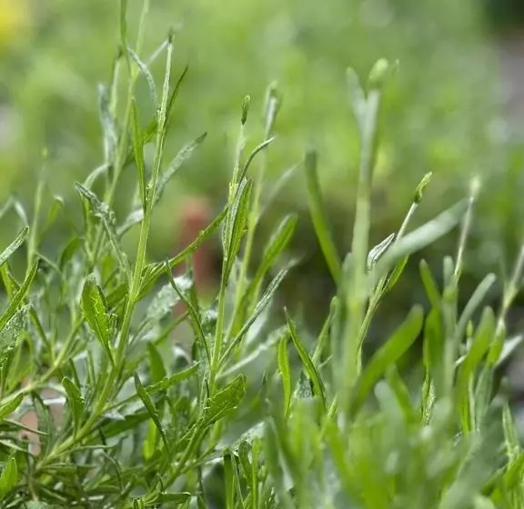 Your House Apart Otel