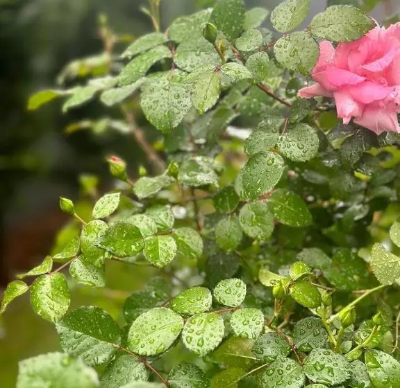 Your House Apart Otel