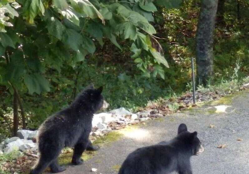 Отель Country Hideaway At Mountain Lakes Resort