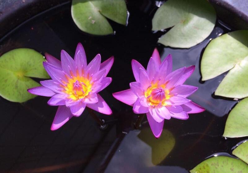 Surfside Bed & Breakfast