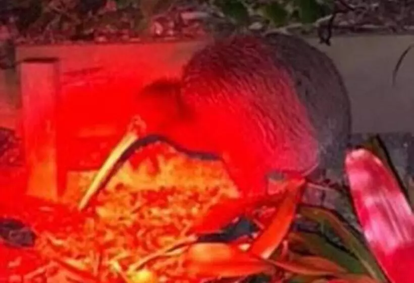 Majatalo The Pacific Room, Tapeka Point