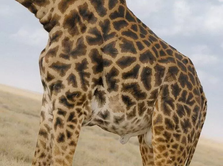 هتل Ngorongoro Lodge Member of Meliá Collection