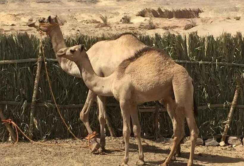 هتل Qasr El Bagawat Eco Lodge