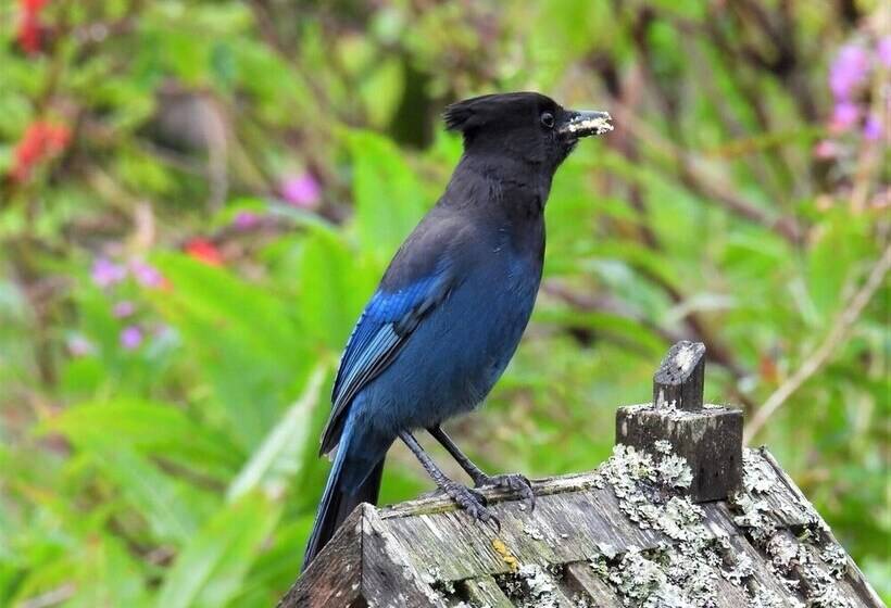 Green Timbers Lodge Redwood Cabin