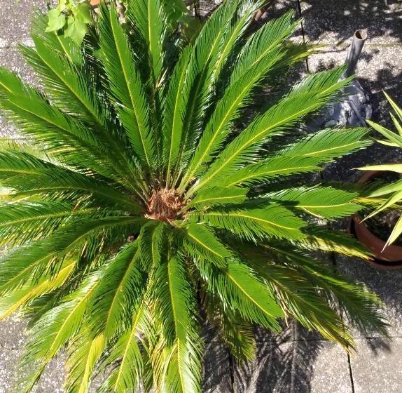 ホテル Haus Friedburg