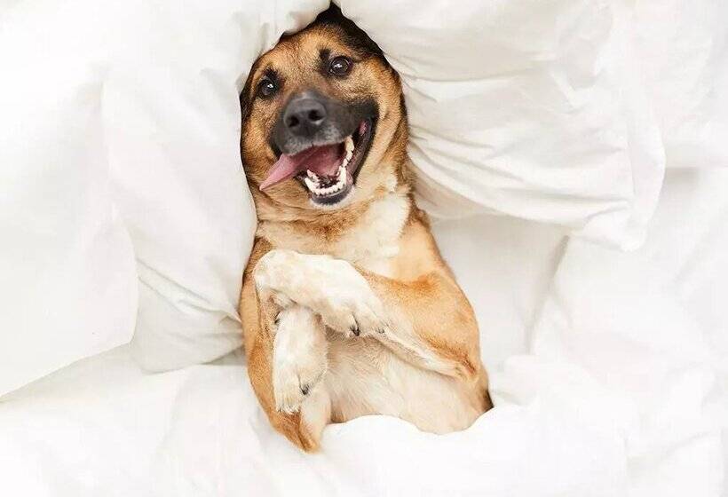 Apartamentos Valle De Incles Deluxe Mikka 3000