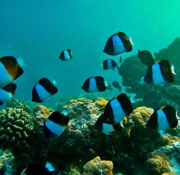 پانسیون Kamadhoo Inn