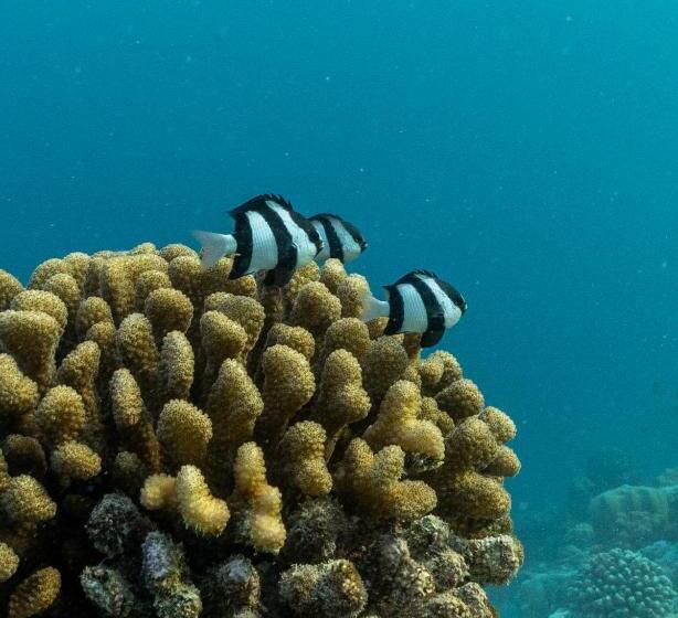 پانسیون Kamadhoo Inn