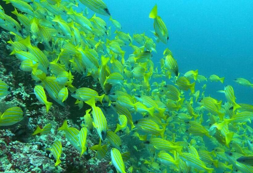 پانسیون Kamadhoo Inn