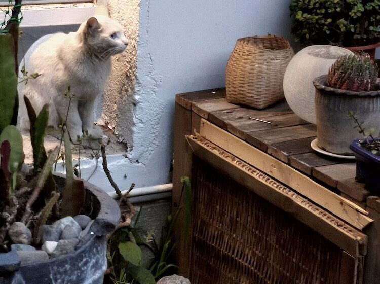 مبيت وإفطار Dali Yo Yard