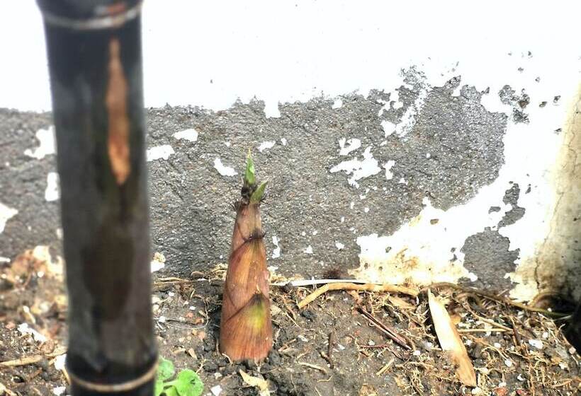 مبيت وإفطار Dali Yo Yard