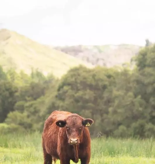 Aamiaismajoitus (B&B) Villa Shemshi