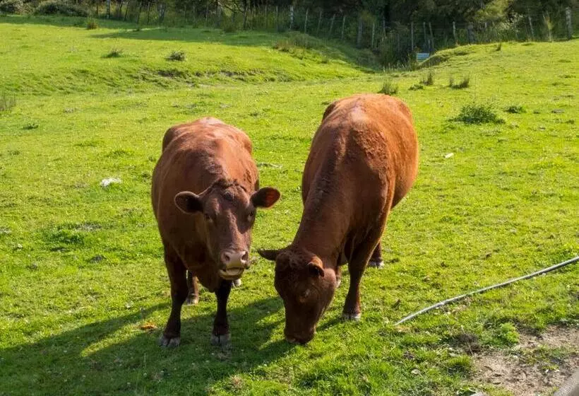 Aamiaismajoitus (B&B) Villa Shemshi