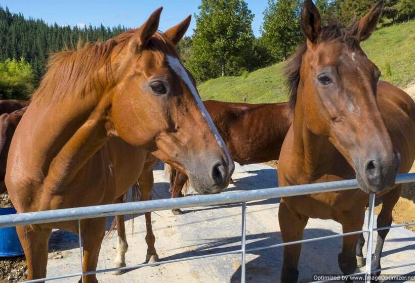 住宿加早餐  Villa Shemshi