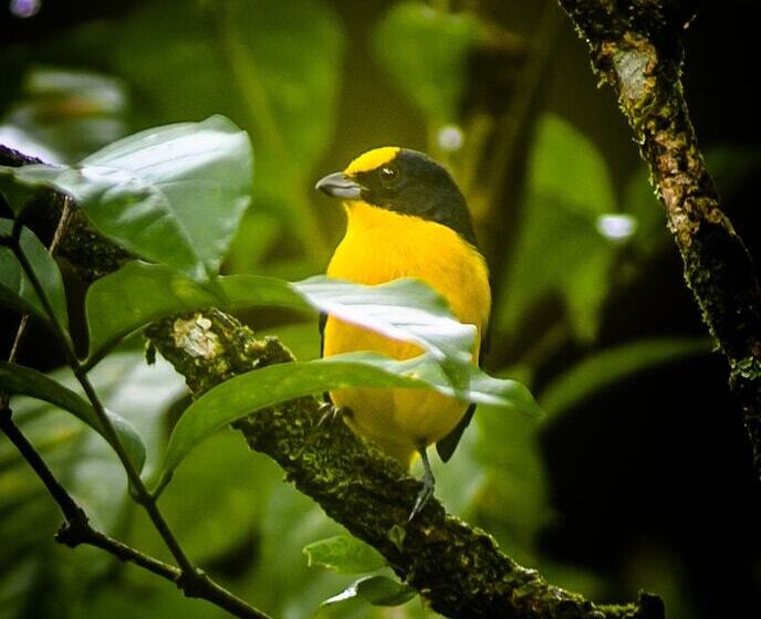 호텔 La Ponderosa Beach & Jungle Resort