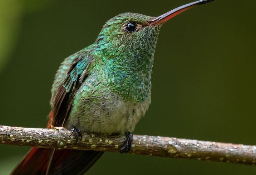 호텔 La Ponderosa Beach & Jungle Resort