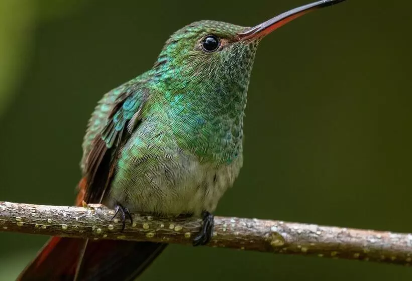 Hotelli La Ponderosa Beach & Jungle Resort