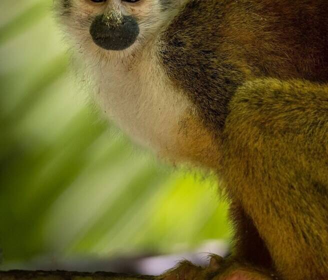 호텔 La Ponderosa Beach & Jungle Resort