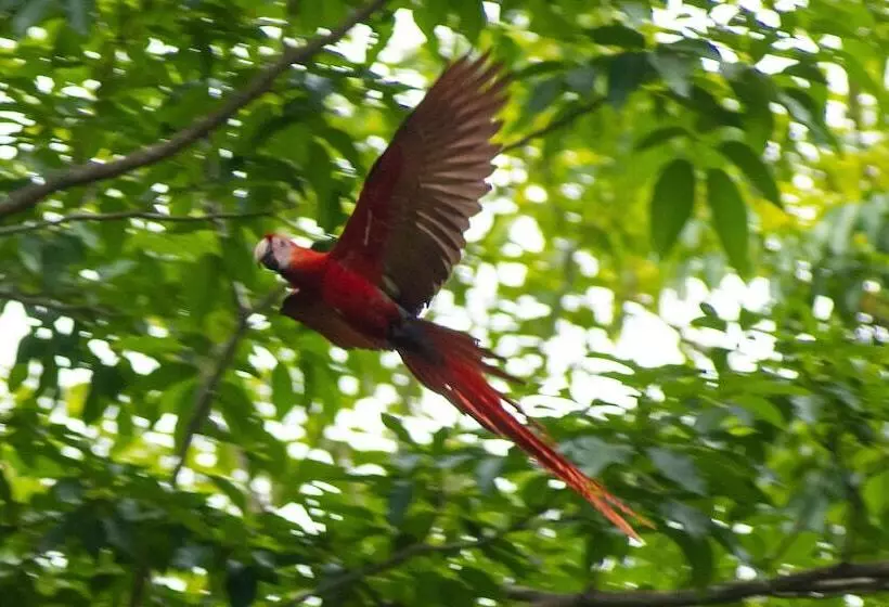 Hotelli La Ponderosa Beach & Jungle Resort