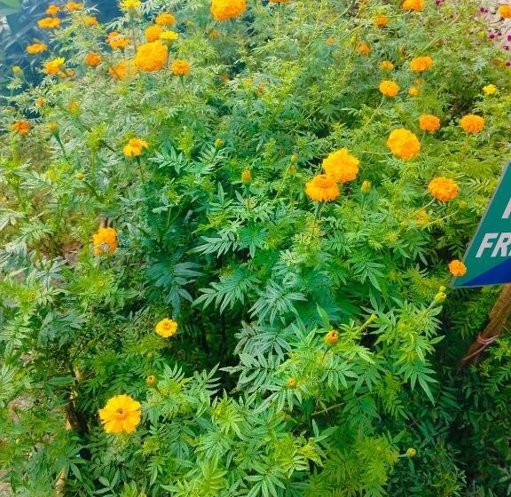 ホテル Jhandi Eco Heights