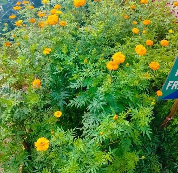 ホテル Jhandi Eco Heights