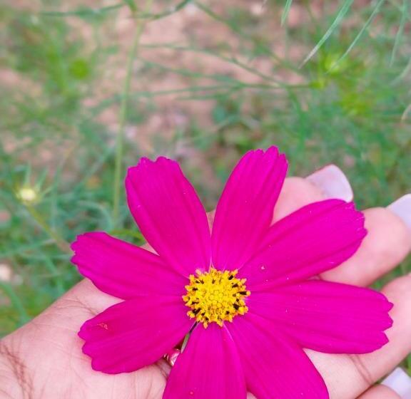 ホテル Jhandi Eco Heights