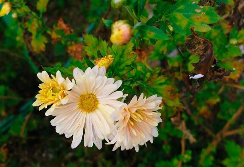 ホテル Jhandi Eco Heights