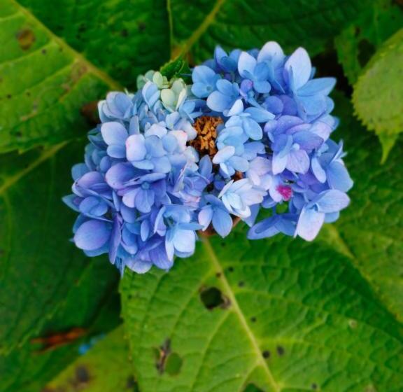 ホテル Jhandi Eco Heights