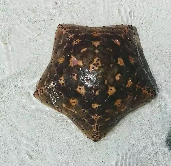 پانسیون Coral Village