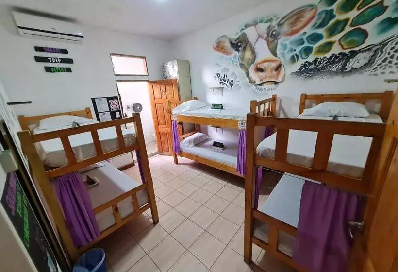 ペンション Slow Monkey Hostel