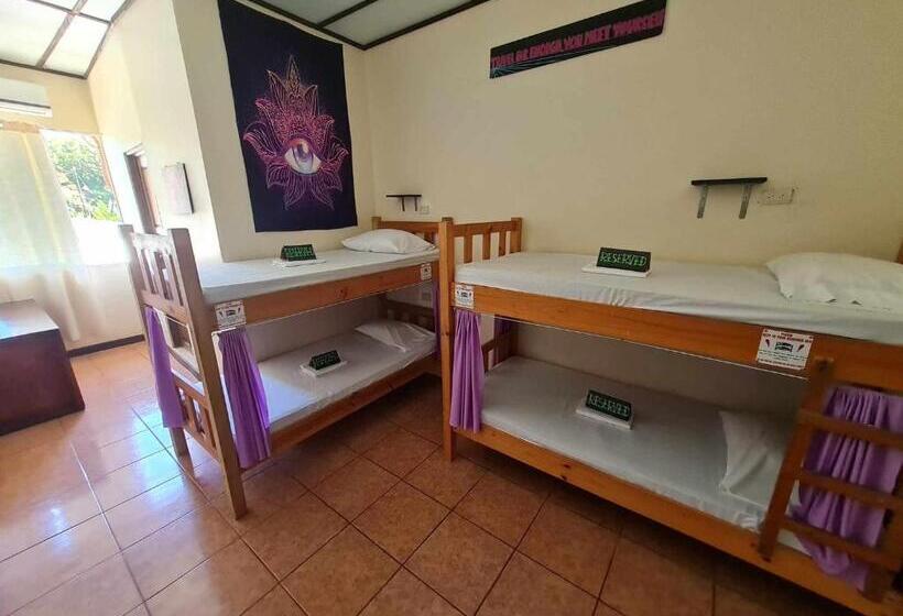 پانسیون Slow Monkey Hostel