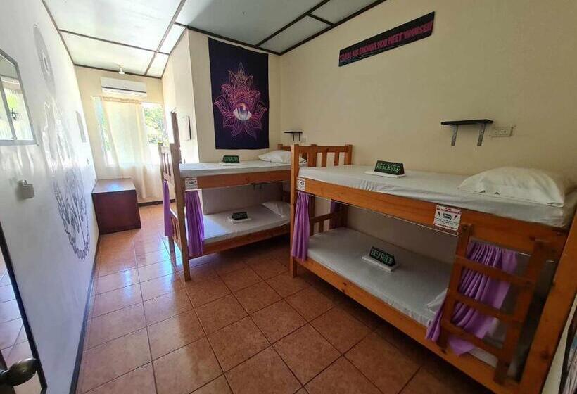 پانسیون Slow Monkey Hostel