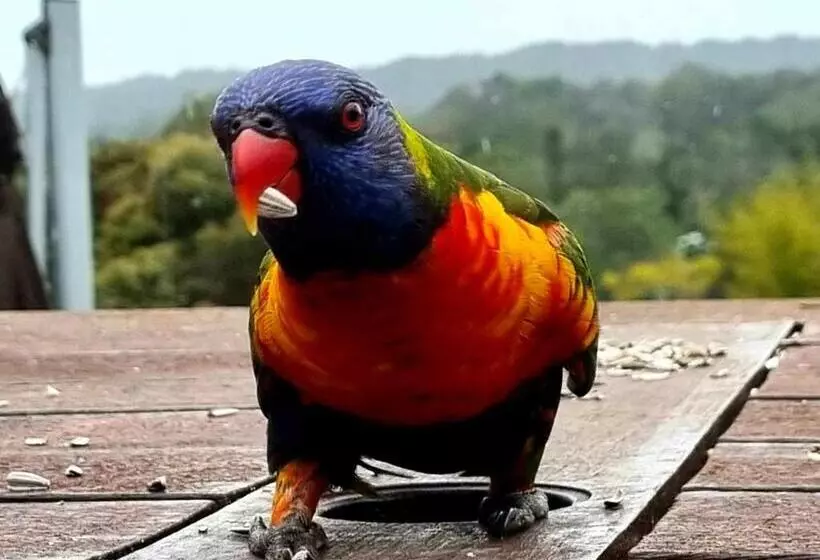 Majatalo Healing Garden Bed & Breakfast   Uluwatu