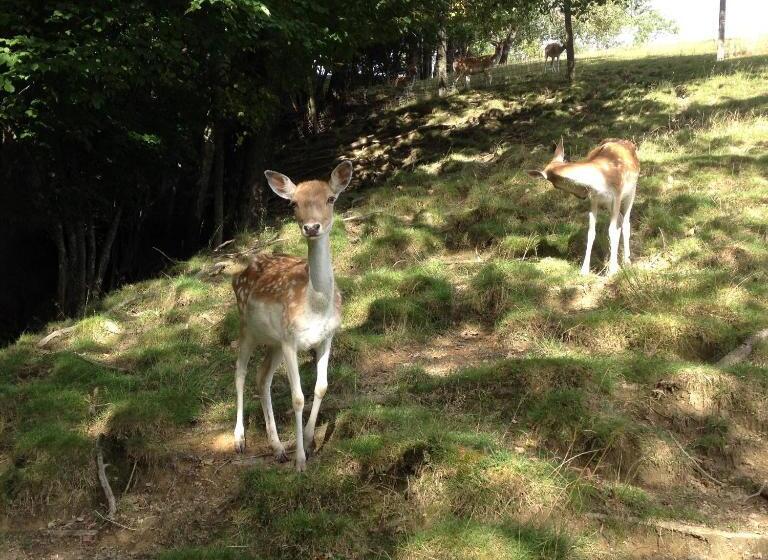 فندق Ferienbauernhof Liebschick