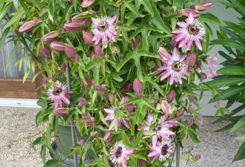 ホテル Privatzimmer Inge Klaushofer