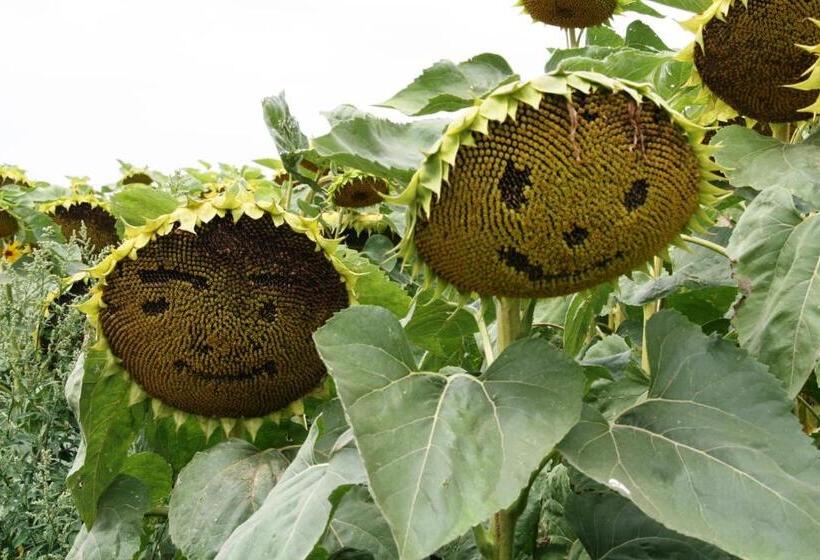 فندق Weingut Zur Schlafmütze