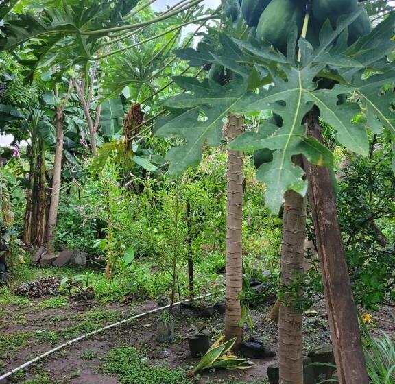 膳宿费 Hostal Xilotl