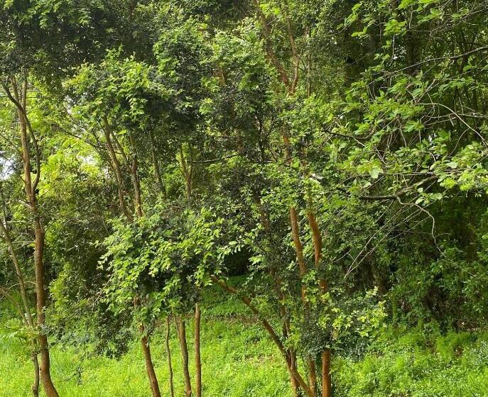 پانسیون Hostal Pelluco