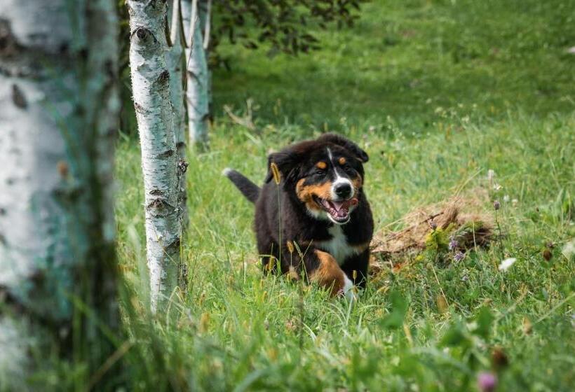 פנסיון Petershaus   Casa De Vacanța și Distractie