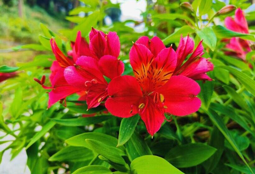 ホテル Pine Vista By Stayapart