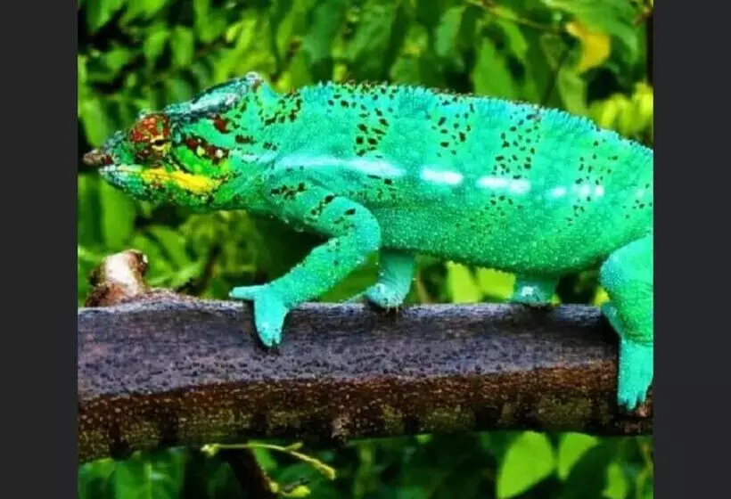 پانسیون Superbe Studio + Terrasse Privée « le Clair De L’une »