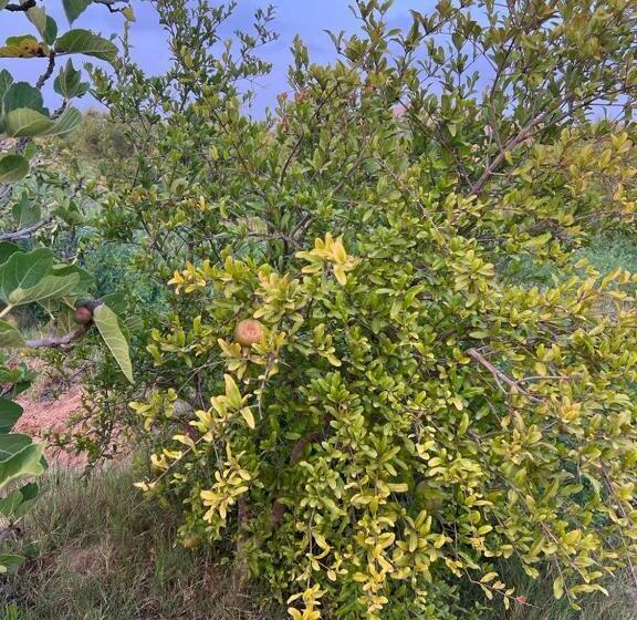 Pension (Hôtel basse catégorie) Auberge Touristique Zriouila