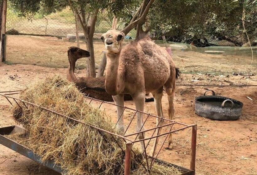 Pension (Hôtel basse catégorie) Auberge Touristique Zriouila