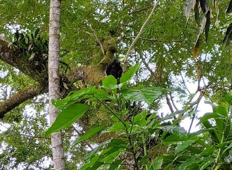 膳宿费 Perla Verde Hostel Sarapiquí